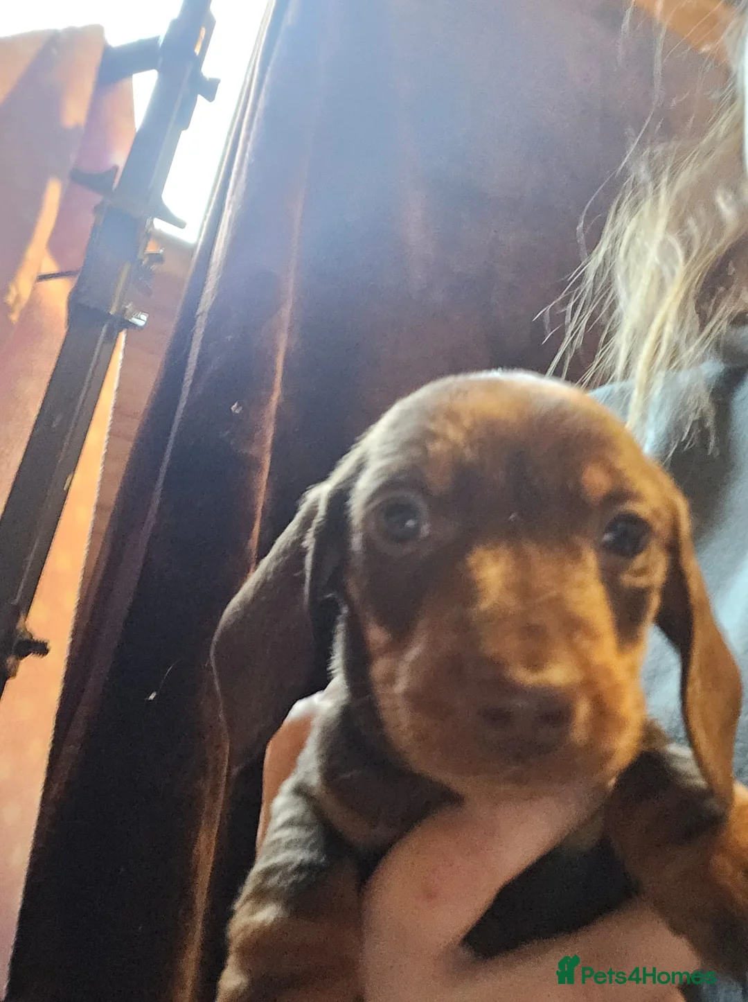 Miniature Dachshund dogs for sale: Stunning miniature dachshund pups - Advert 4
