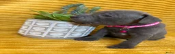 Staffordshire Bull Terrier dogs for sale: KC Blue Staffordshire bull terrier puppies  - Advert 29