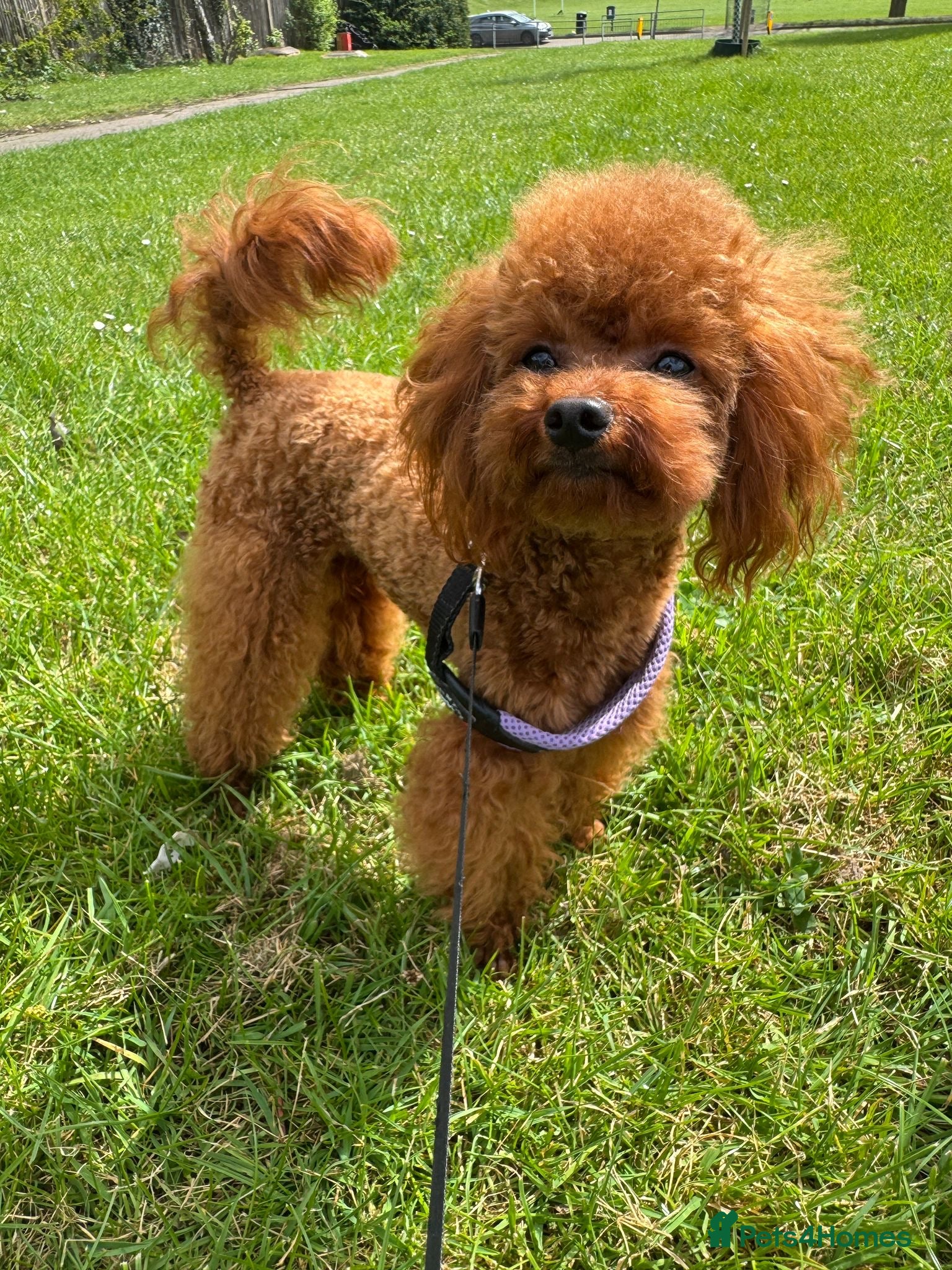 Toy Poodle dogs DNA tested Asian Toy Poodle - Advert 4