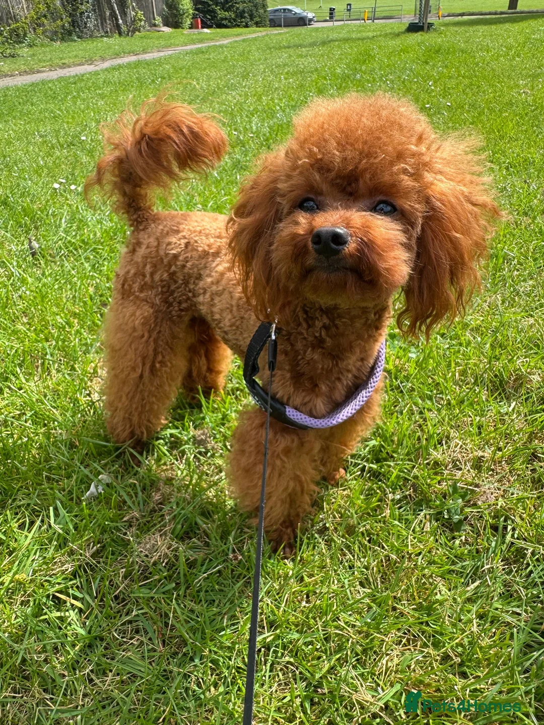 Toy Poodle dogs for sale: DNA tested Asian Toy Poodle - Advert 2
