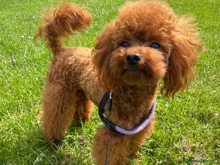 Toy Poodle dogs DNA tested Asian Toy Poodle - Advert 4
