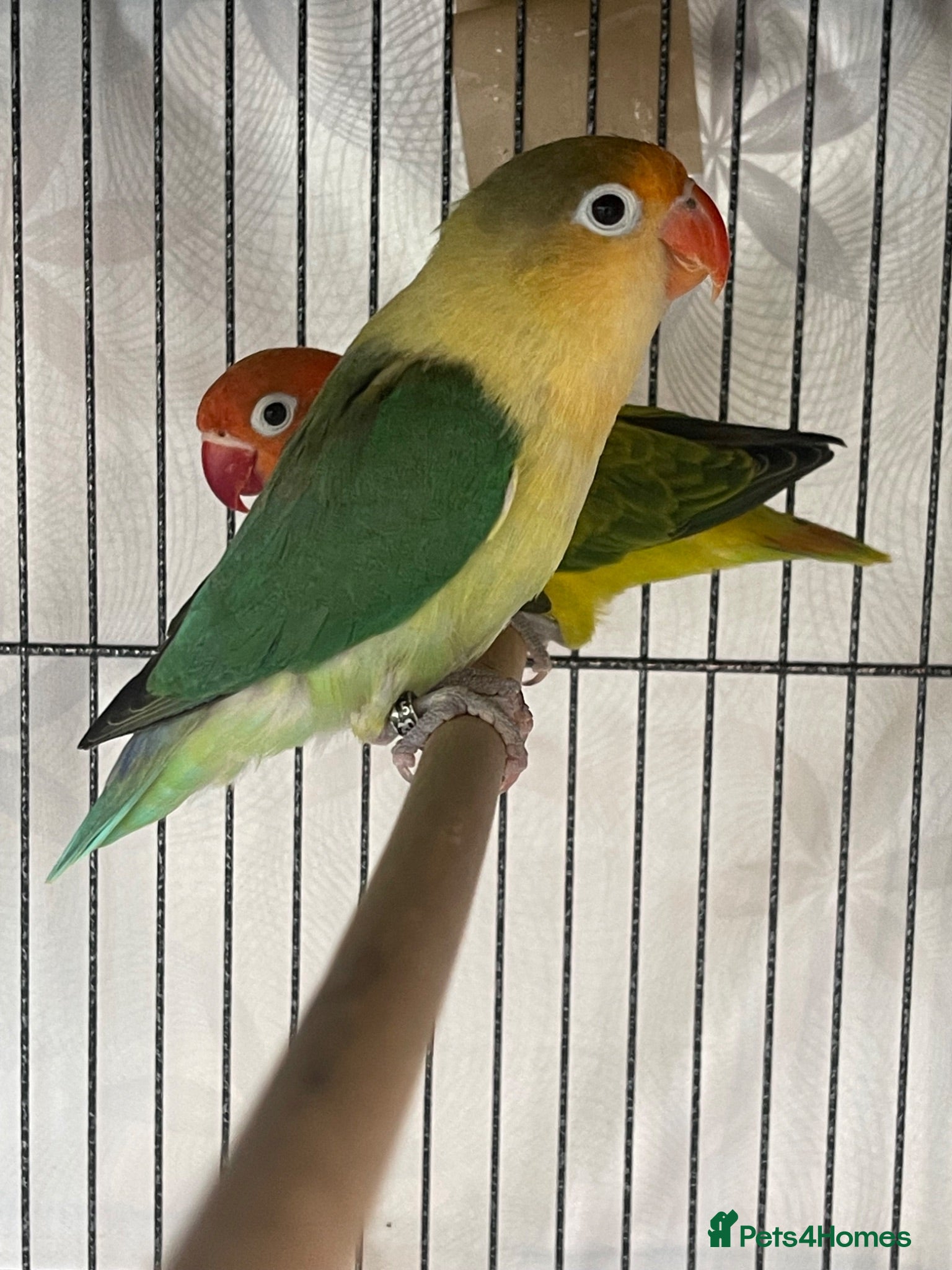 Lovebirds birds Two lovebirds for sale £120 for both - Advert 1
