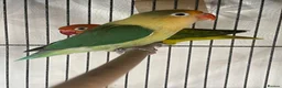 Lovebirds birds for sale: Two lovebirds for sale £120 for both - Advert 1