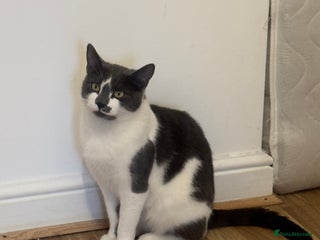 British Shorthair cats Female Cat - Advert 1