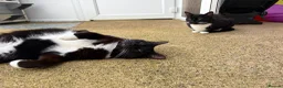 Domestic Shorthair cats for adoption: Bubbles & Mojo - Advert 2