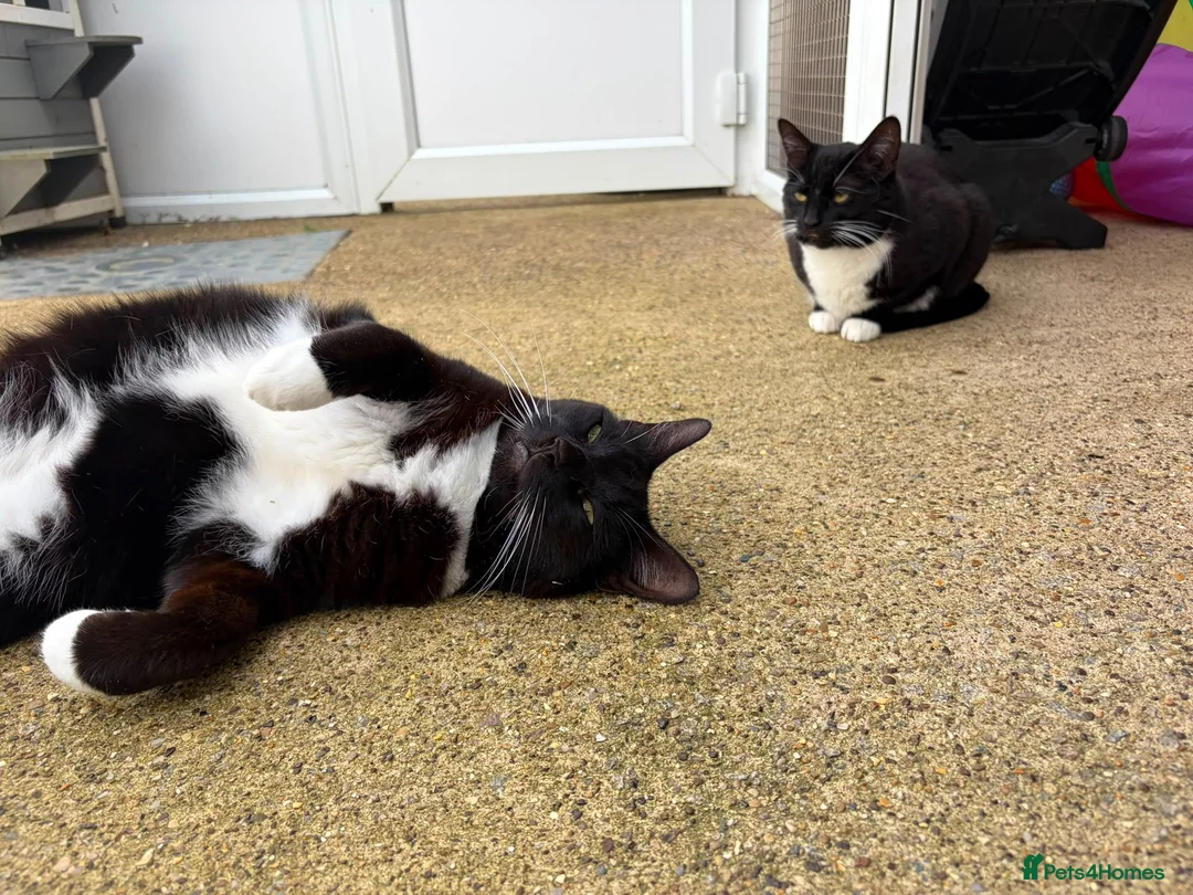 Domestic Shorthair cats for adoption: Bubbles & Mojo - Advert 2