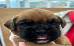 Boxer dogs for sale: 5 STAR LICENSE BREDDER   22 years experience  - Image 7