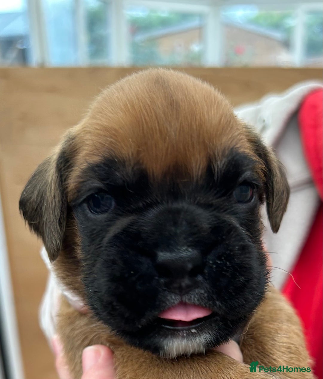 Boxer dogs for sale: 5 STAR LICENSE BREDDER   22 years experience  - Image 7