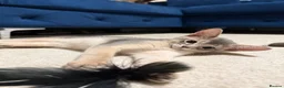 Abyssinian cats for sale: 🐾 Two Gorgeous Abyssinian Kittens 🐈‍⬛ - Advert 16