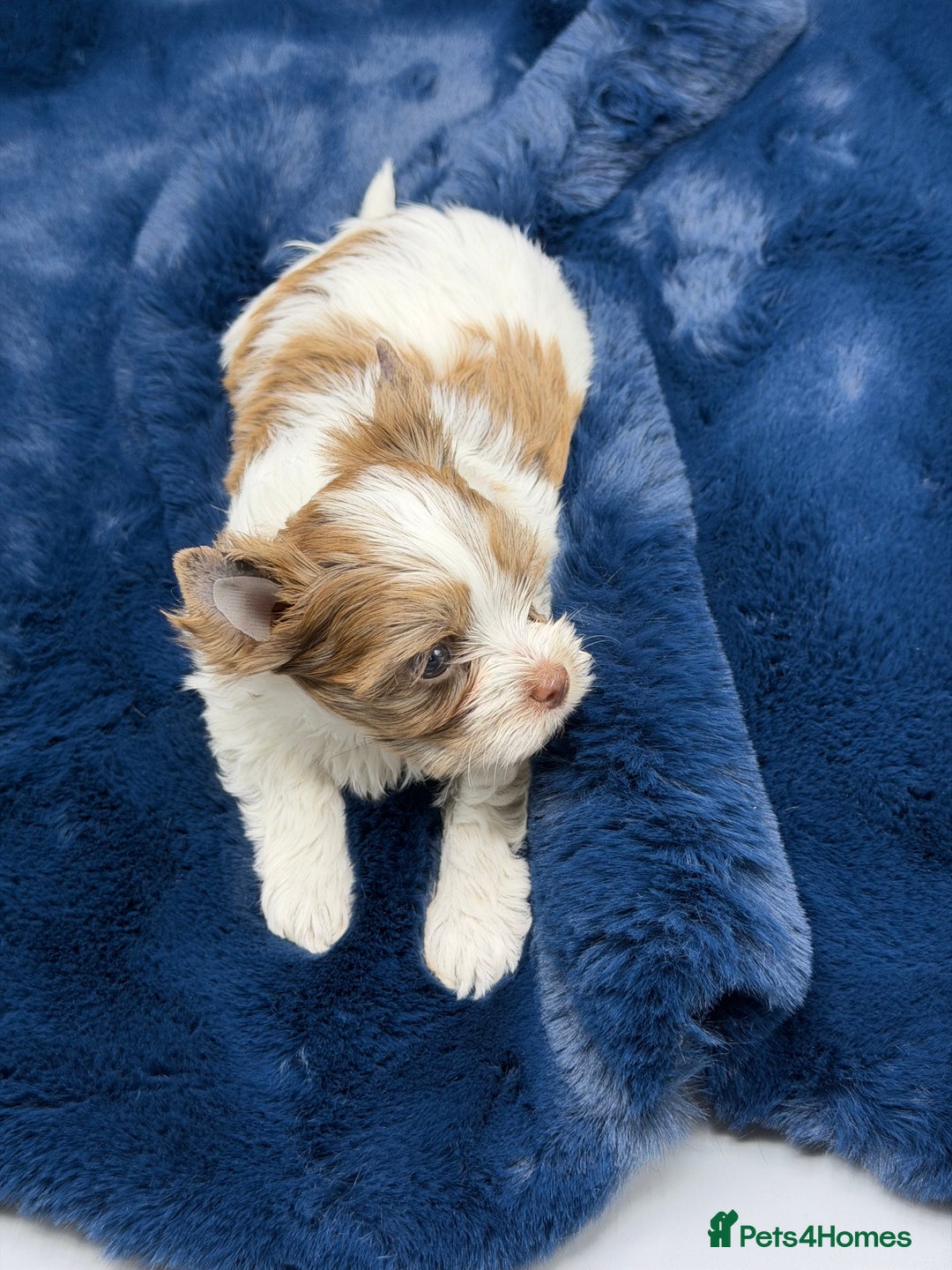 Yorkshire Terrier dogs for sale:  New Litter of Exotic Colourful Yorkshire Terriers - Image 8