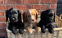 Cocker Spaniel dogs for sale: Ready Now - Cocker spaniel puppies - Image 4