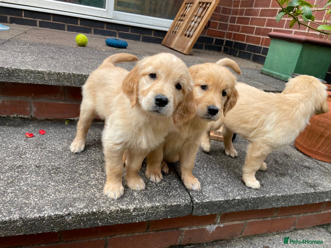 Golden Retriever dogs for sale: Golden Retriever Puppies – Family Raised - Image 8