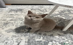 Brazilian Shorthair cats for sale: british short hair cats male  - Image 6