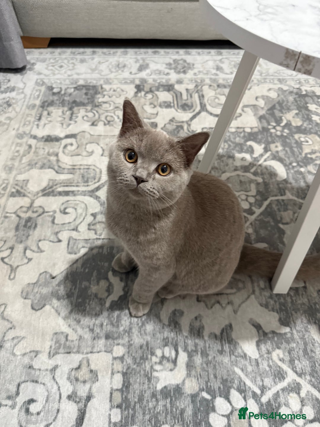 Brazilian Shorthair cats for sale: british short hair cats male  - Image 6