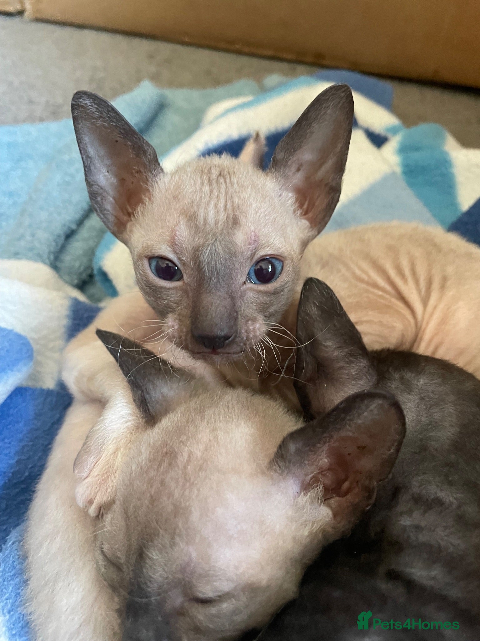 Cornish Rex cats ***Beautiful Cornish Rex Girls***  - Advert 17