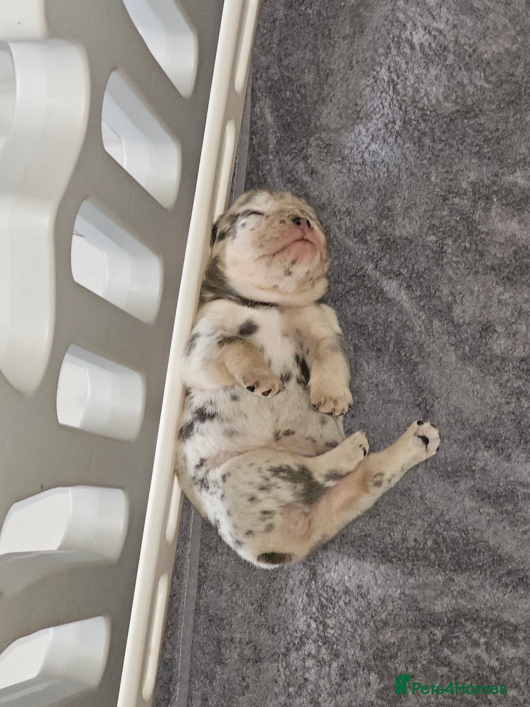 Mixed Breed dogs for sale: Micro exotic,s. - Advert 24