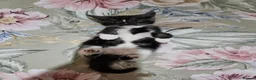 Mixed Breed cats for sale: Gorgeous kittens  - Advert 5
