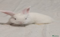 Mixed Breed rabbits for sale: New seller of rabbits - Image 7