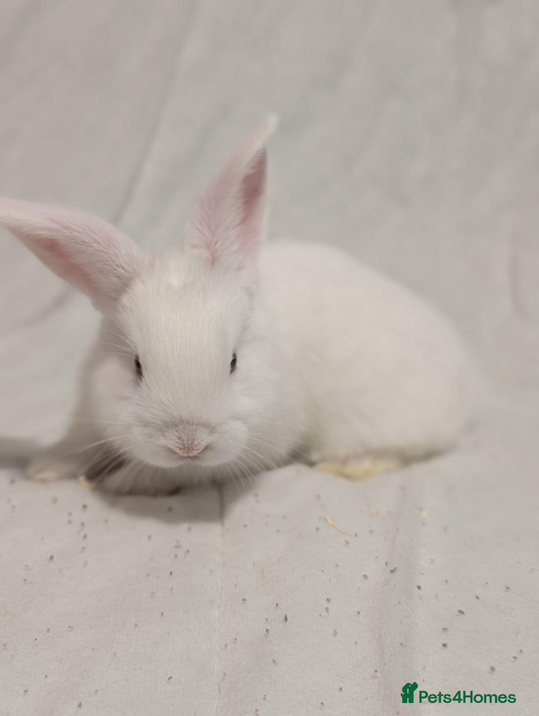 Mixed Breed rabbits for sale: New seller of rabbits - Image 7