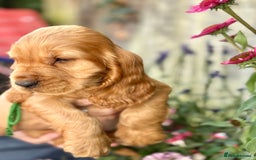 Cocker Spaniel dogs for sale: Exceptional Golden KC Show Cocker Spaniels in Chepstow - Image 22