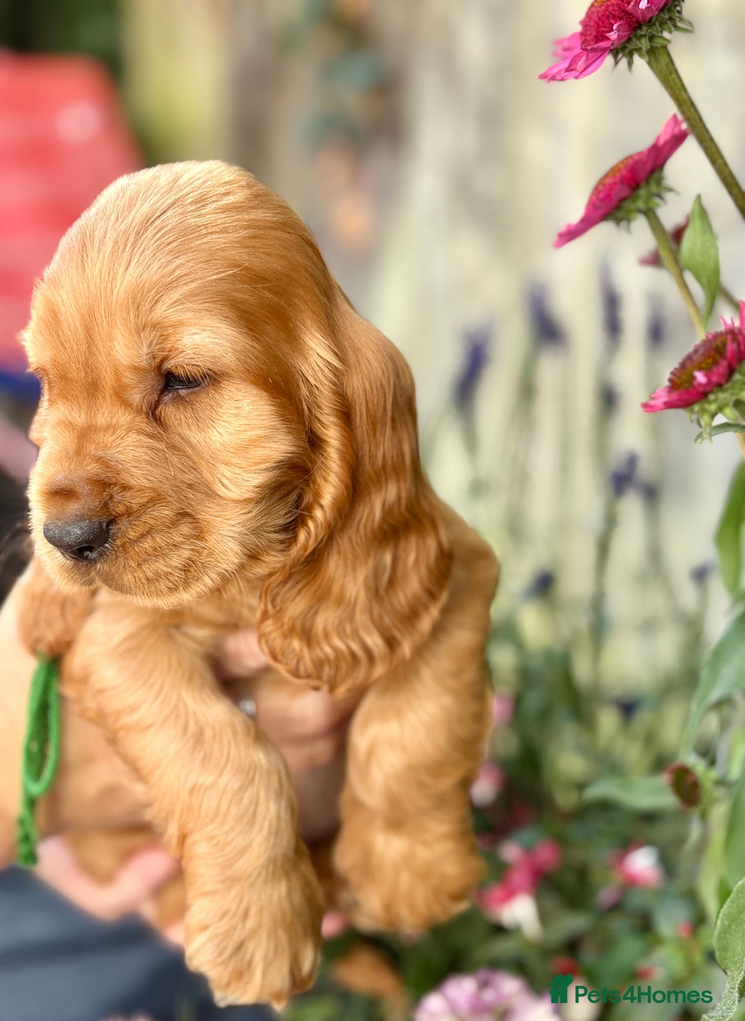 Cocker Spaniel dogs for sale: Exceptional Golden KC Show Cocker Spaniels in Chepstow - Image 22
