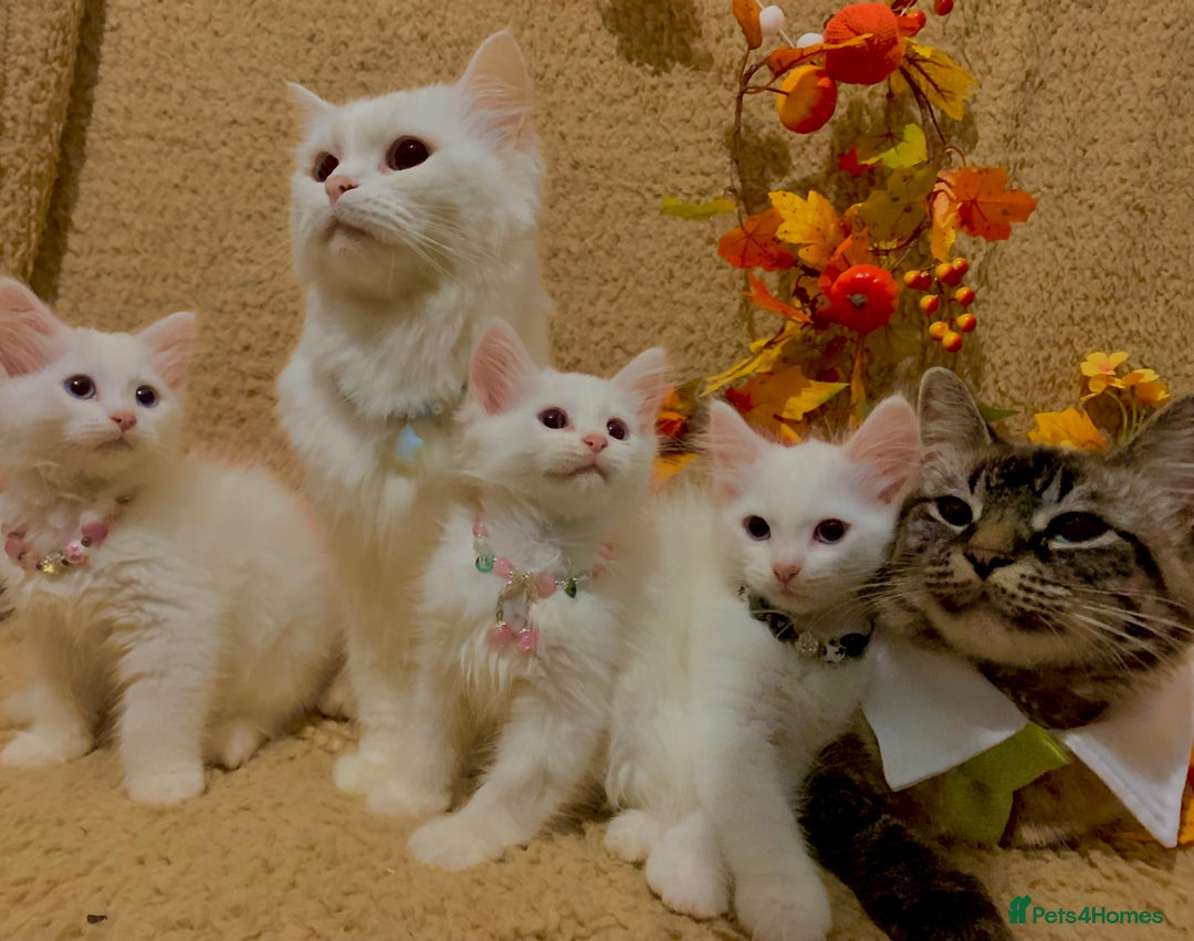 Siberian cats for sale: GORGEOUS PURE WHITE SIBERIAN KITTENS  - Image 6