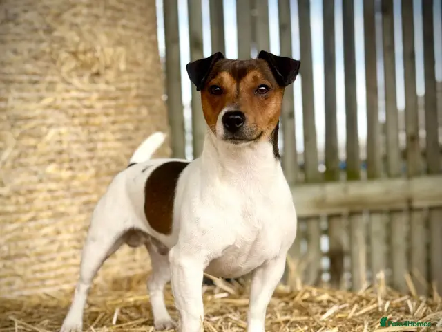 Jack Russell dogs for stud: Small Compact JRT at Stud. - Advert 1