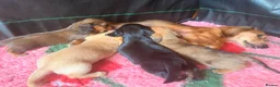 Miniature Dachshund dogs for sale: 🐾 Beautiful Miniature Dachshund Puppies 🐾  - Advert 5