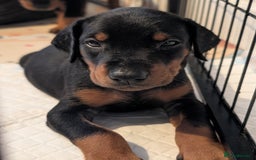 Dobermann dogs for sale: Doberman puppies "ready now" - Image 12