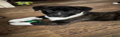 American Akita Black and White Female Puppy