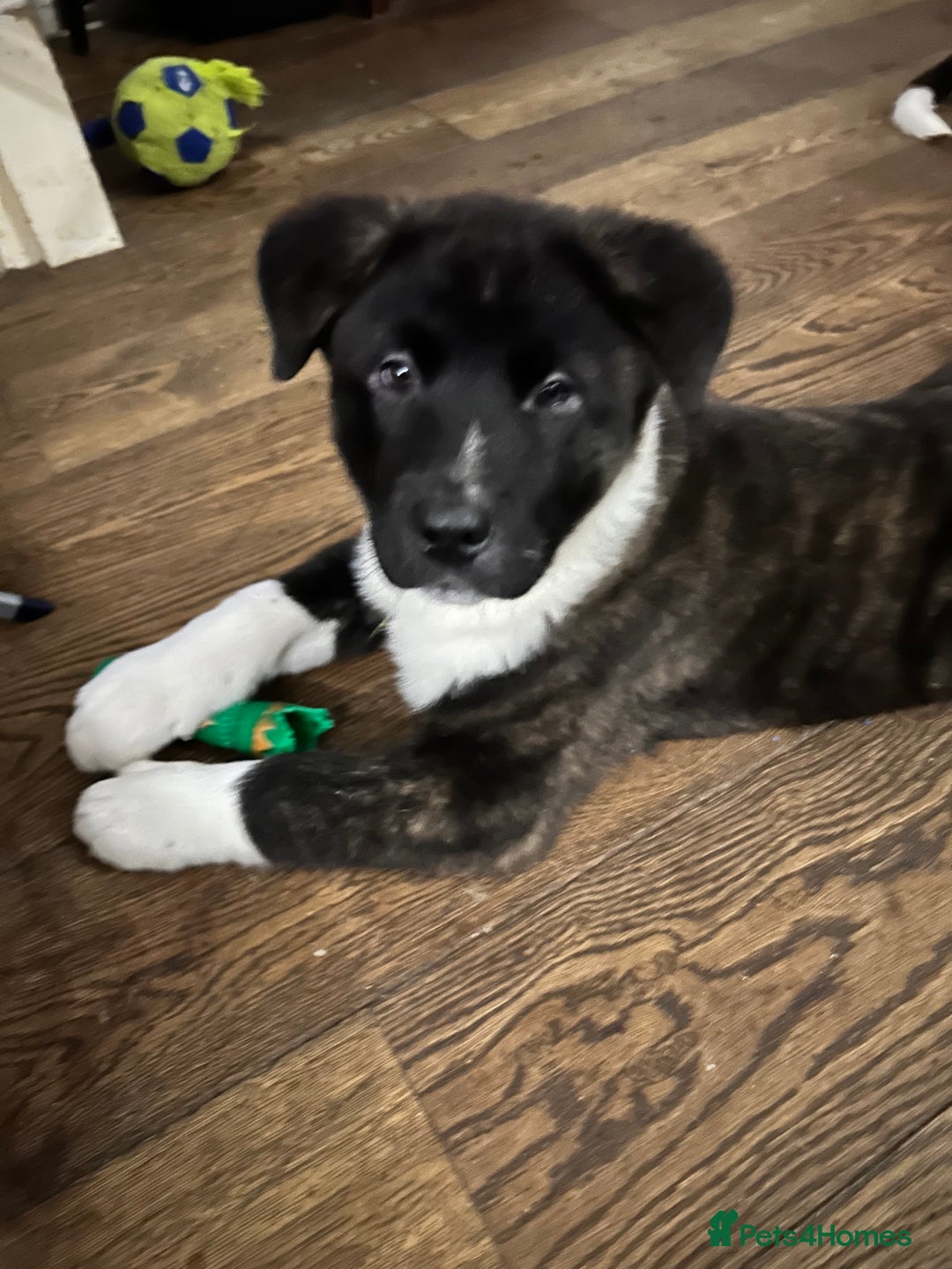 Akita dogs for sale: Akita Puppies for Sale - Advert 39
