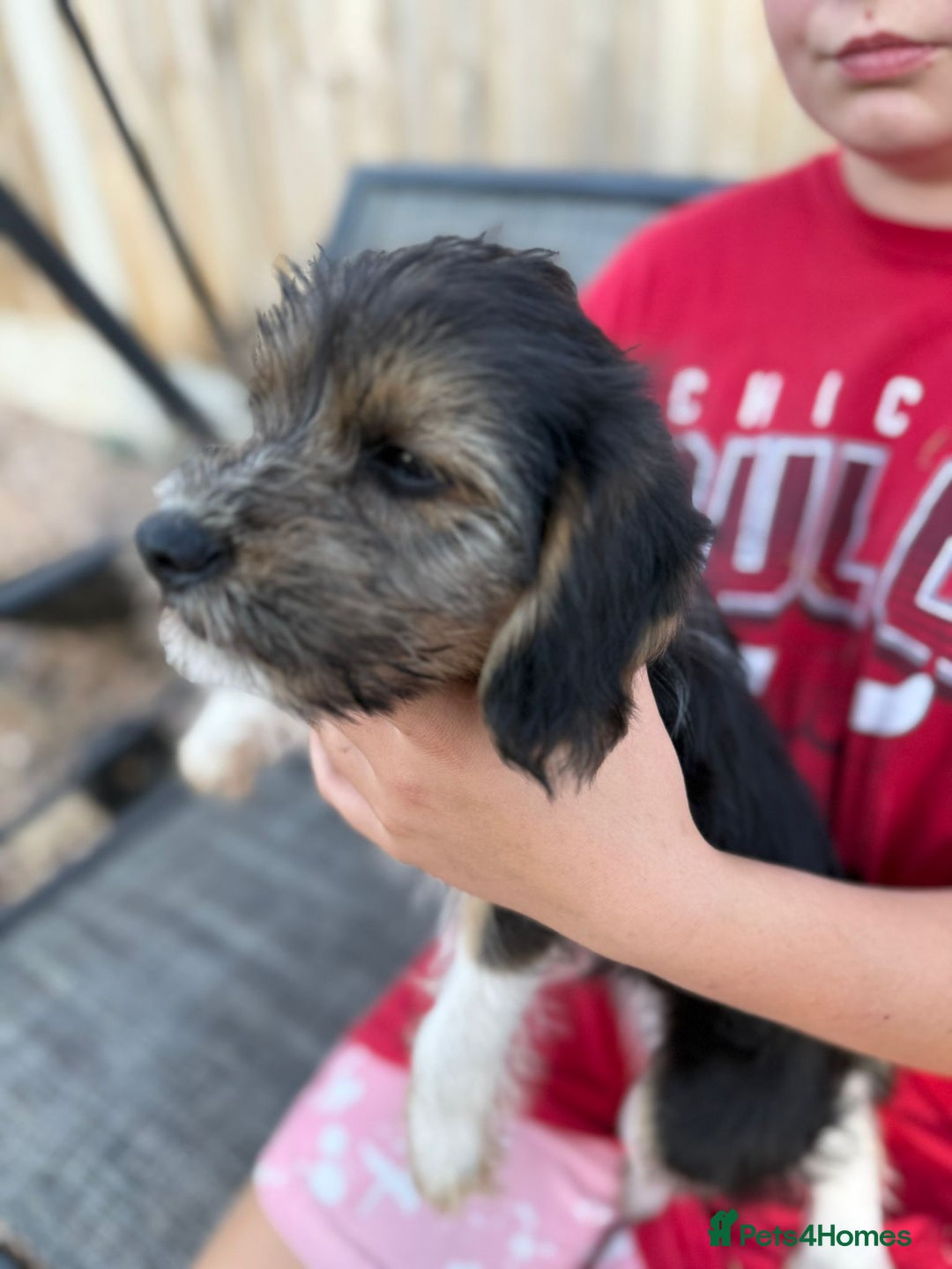 Mixed Breed dogs for sale: Beagle Cross puppies  - Image 19