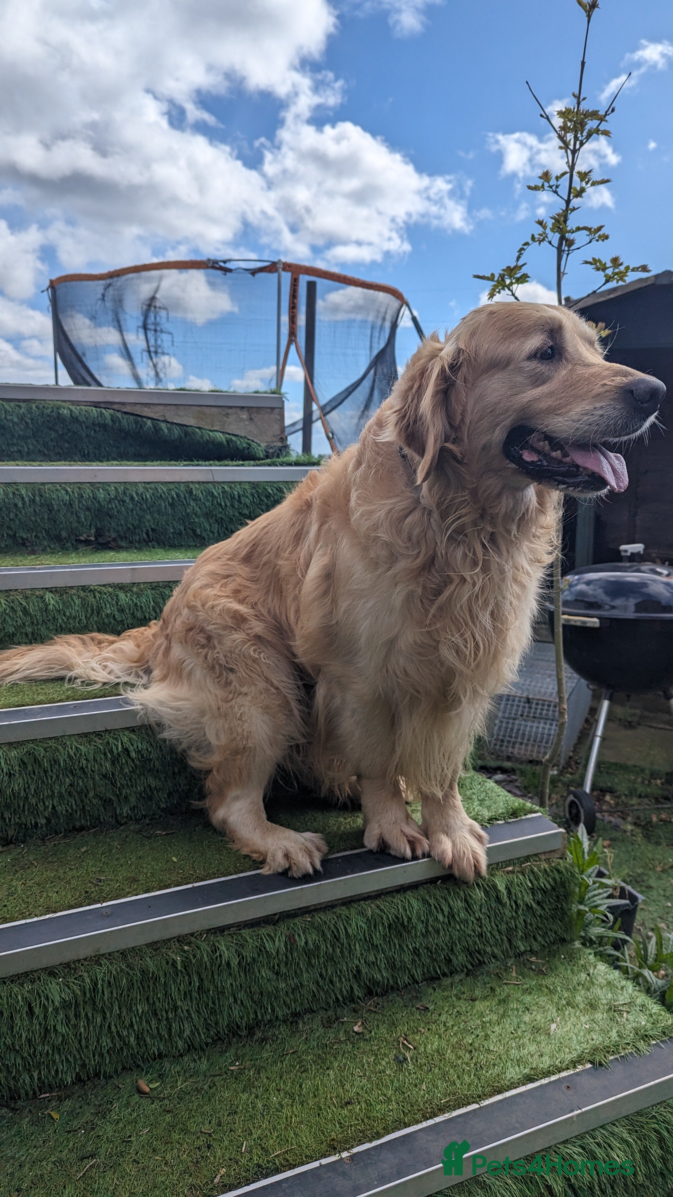 Golden Retriever dogs Golden retriever stud in Peterborough - Advert 12