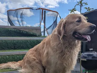 Golden Retriever dogs Golden retriever stud in Peterborough - Advert 11