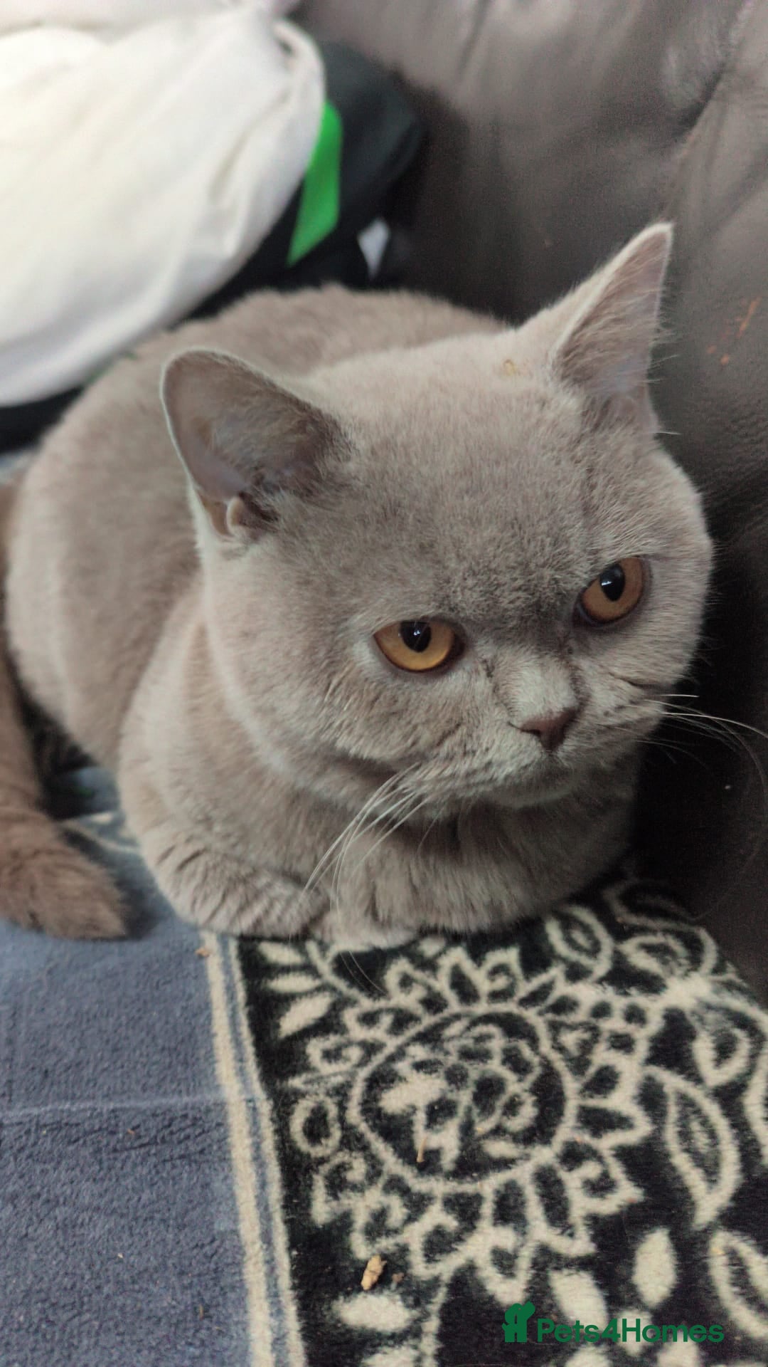 British Shorthair cats for sale: Pure British shorthair female spayed  - Advert 3