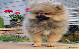 Pomeranian dogs for sale: Pom puppys with Kc reg , pedigree for sale in Taunton - Image 3
