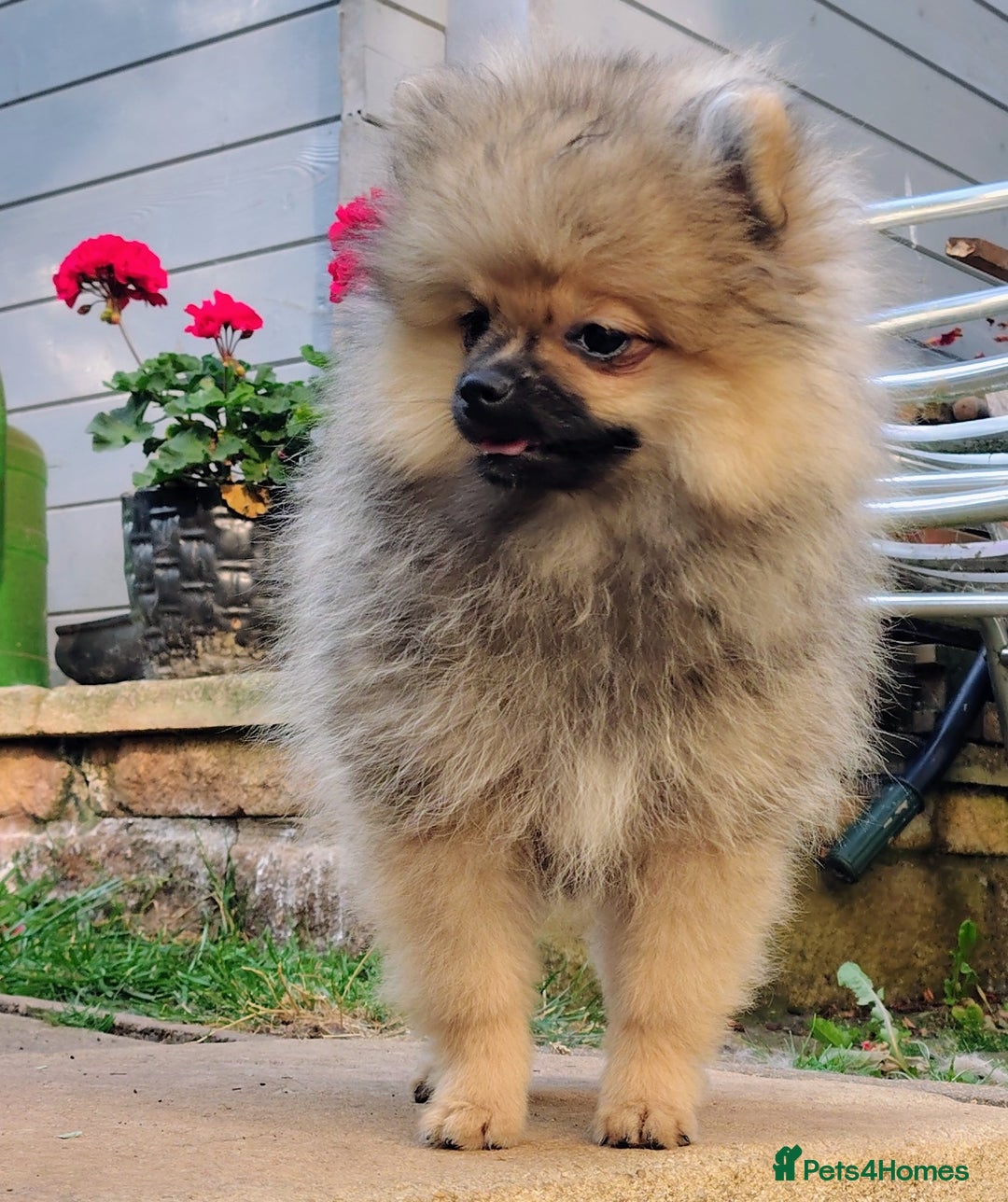 Pomeranian dogs for sale: Pom puppys with Kc reg , pedigree for sale in Taunton - Image 3