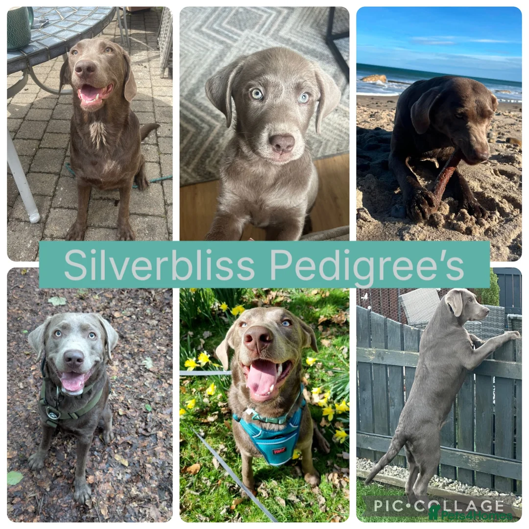Labrador Retriever dogs for sale: 🌸Extensively health tested KC silver Labrador’s🌸 - Advert 9