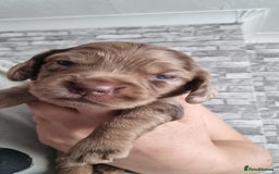 Mixed Breed dogs for sale: Cocker spaniel, dachshund mix  - Image 9