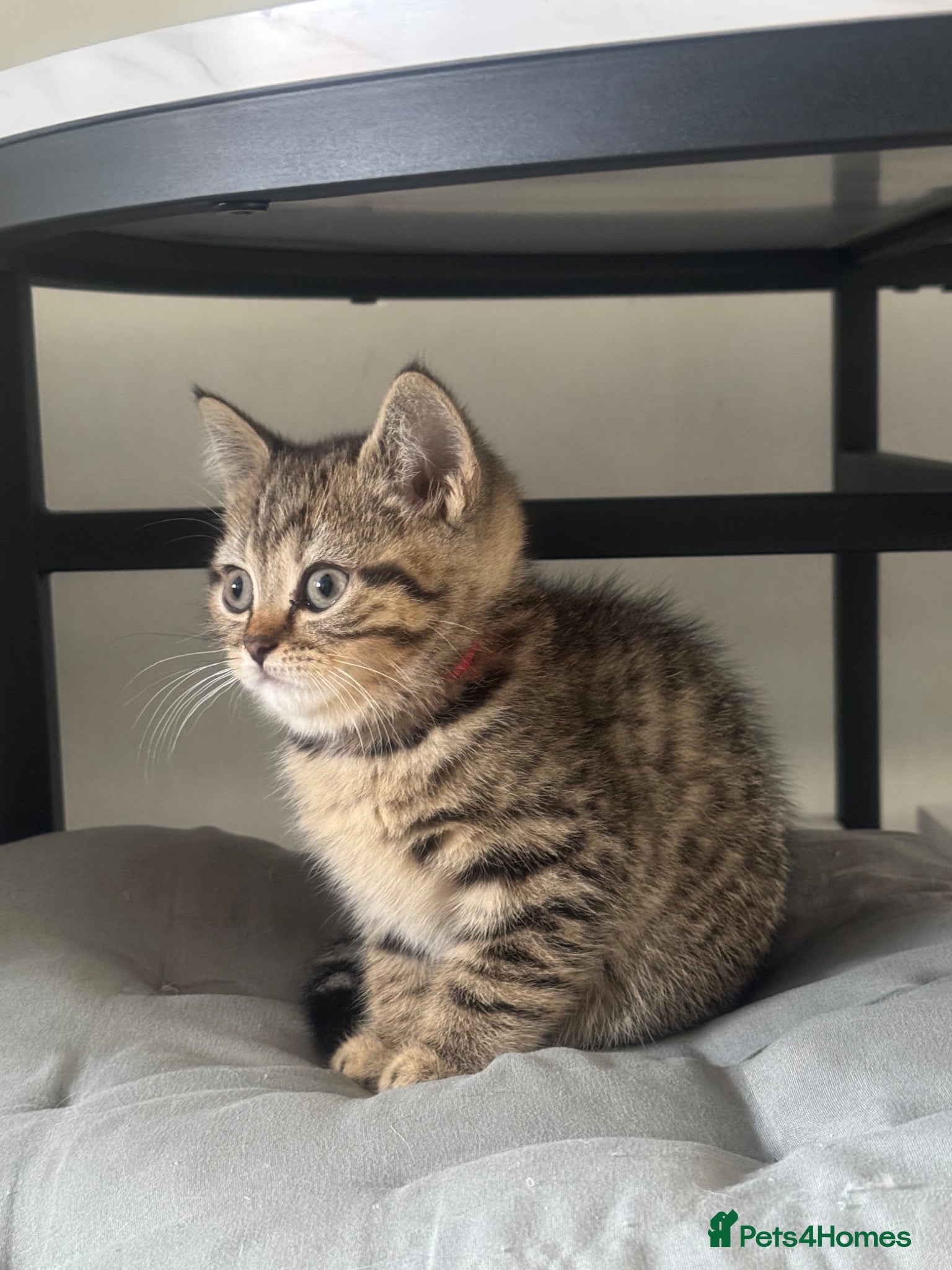 British Shorthair cats for sale: 1 male , 1 female  - Advert 2