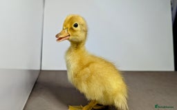 Ducks poultry for sale: 14 Welsh Harlequin Ducklings - Image 3