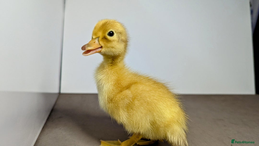 Ducks poultry for sale: 14 Welsh Harlequin Ducklings - Image 3