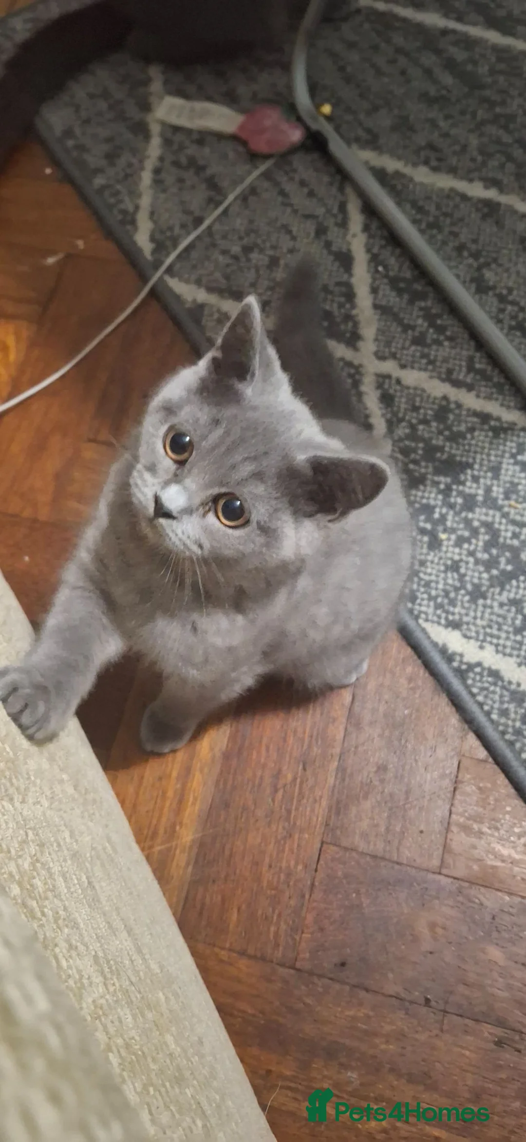 British Shorthair cats for sale: British blue girls - Advert 2