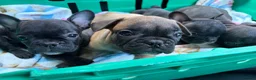 French Bulldog dogs for sale: French bulldog  in Great Yarmouth - Advert 7