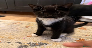 British Shorthair cats Two beautiful tuxedo boys. - Advert 4