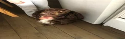 Cocker Spaniel dogs for sale: Cocker spaniel in Coventry - Advert 4