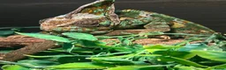 Chameleon reptiles for sale: Forsale  in Caerphilly - Advert 2