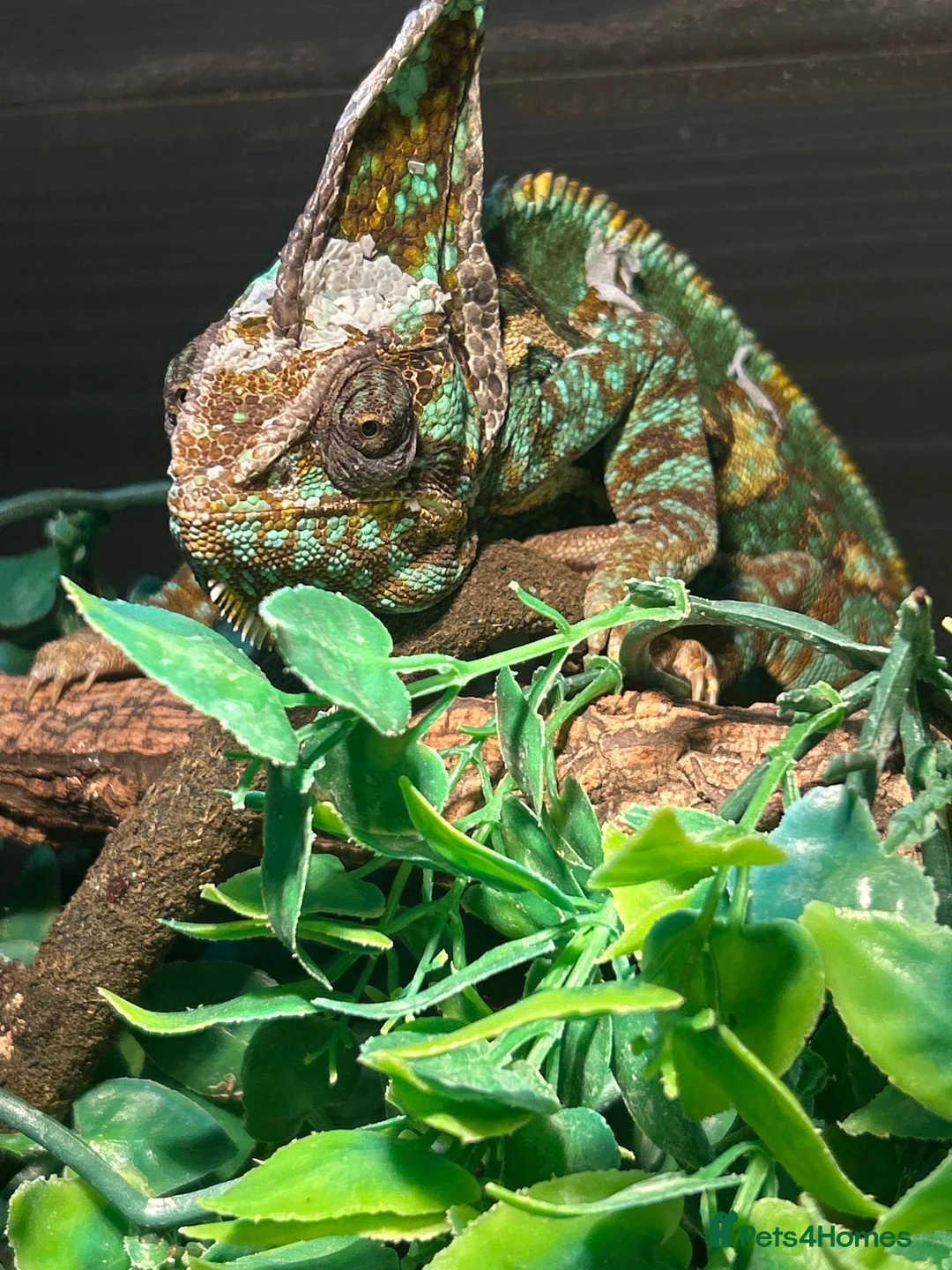 Chameleon reptiles for sale: Forsale  in Caerphilly - Advert 2