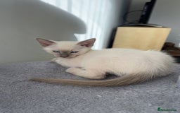 Siamese cats for sale: Beautiful Siamese Kittens - Advert 6