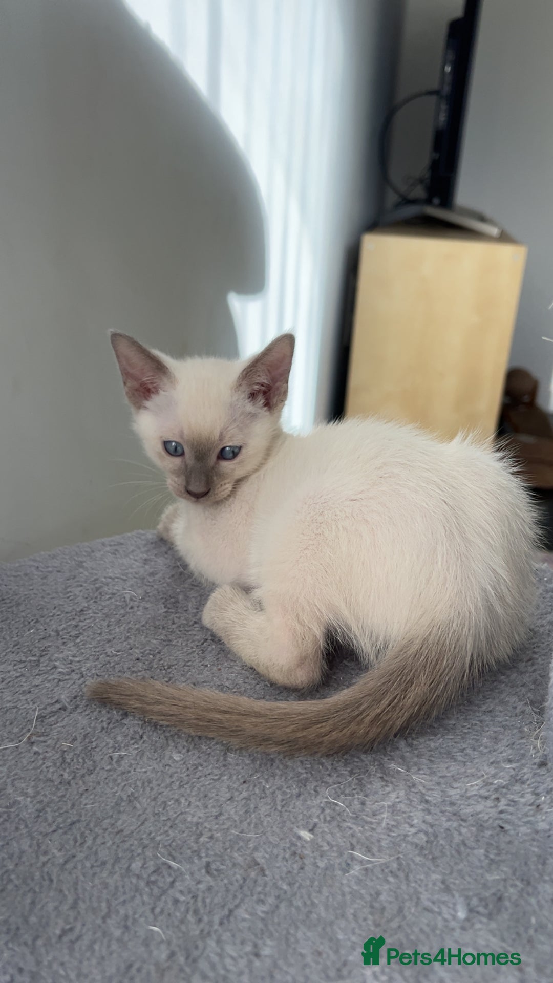 Siamese cats for sale: Beautiful Siamese Kittens - Advert 6